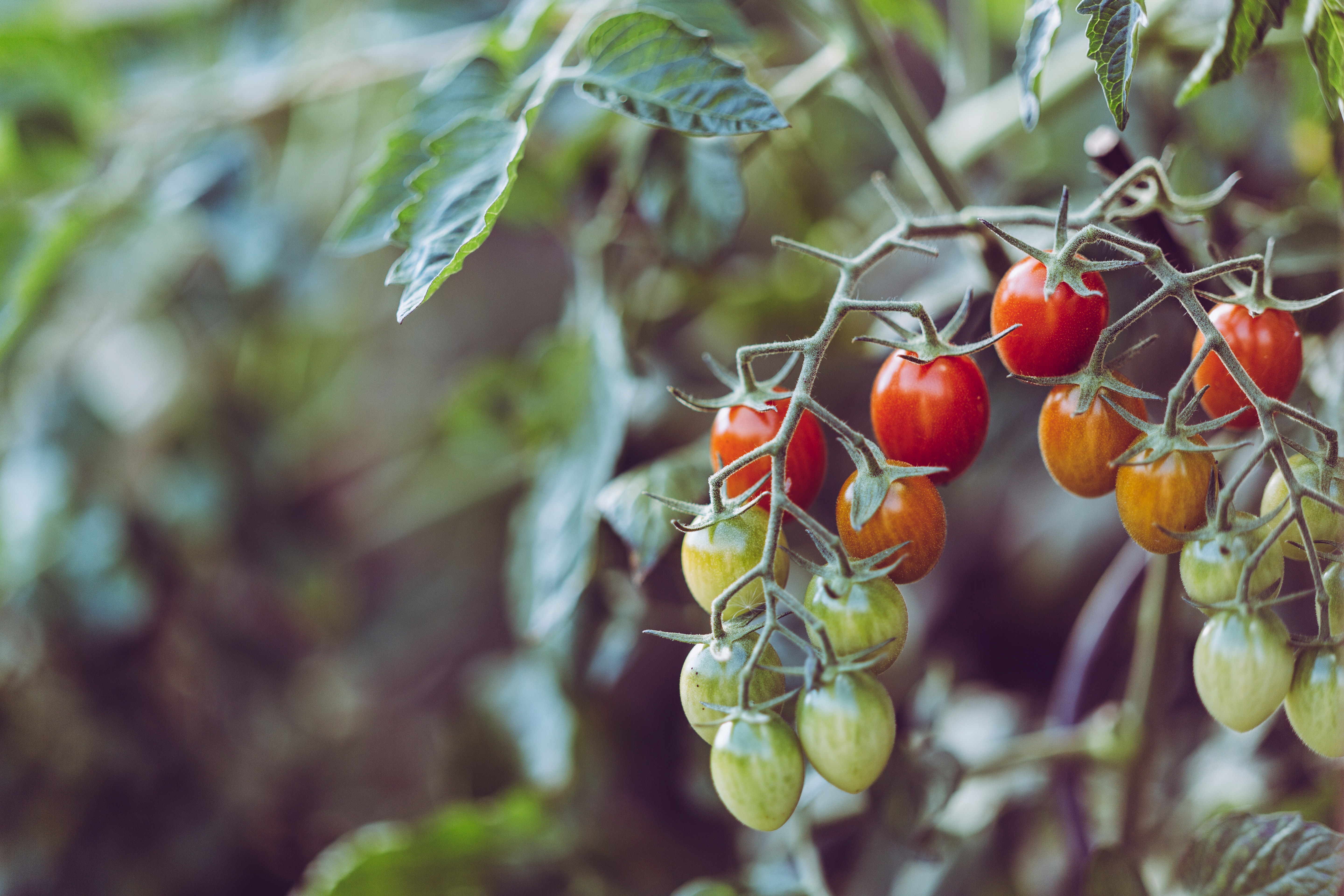 June Is National Fresh Fruit And Vegetable Month Good Foods Co Op